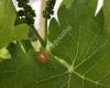 Weingut Straka