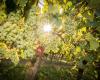 Weingut und Buschenschank Greilinger