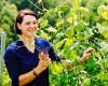 Weingut und Buschenschank Stefanie Sauer