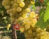 Weingut und Laubenheuriger  Gold