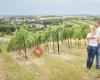 Weingut Wagner, Prottes