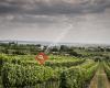 Weingut - Weinblick - Frühstückspension Grafinger