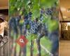 Weingut Wurzinger Tadten