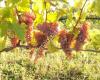 WIMMER-CZERNY, FamilienWeingut