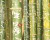 Zarbock-AMM-Works