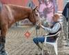 Zucht und Reitanlage Hoferstall Fußach