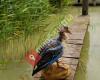 Zur Blauen Gans