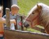 Zwergerlhof - Urlaub am Kinderbauernhof